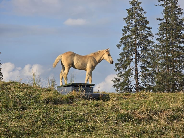 Haflinger / Avelignese Stallone Puledri
 (05/2024) Sauro in Bürserberg