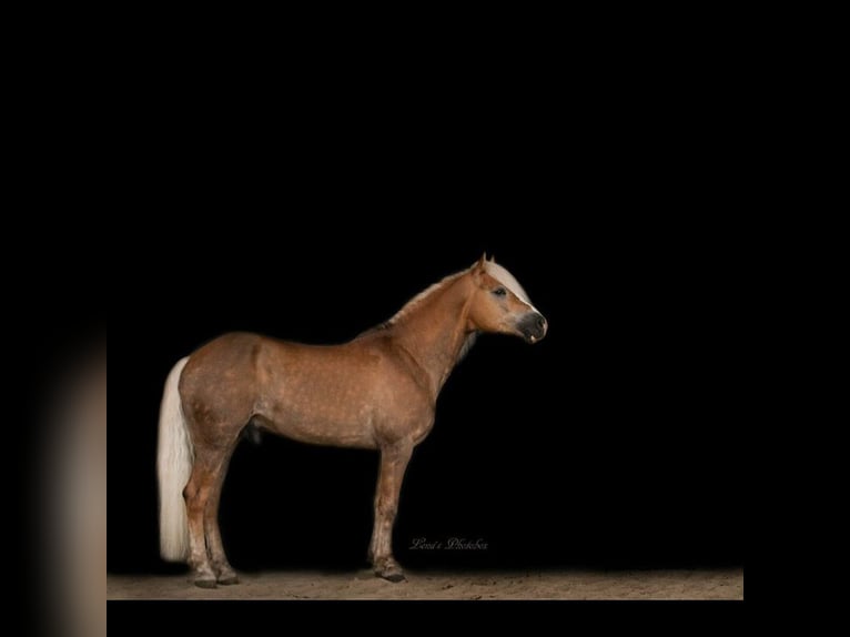 Haflinger / Avelignese Stallone Sauro in Wuppertal