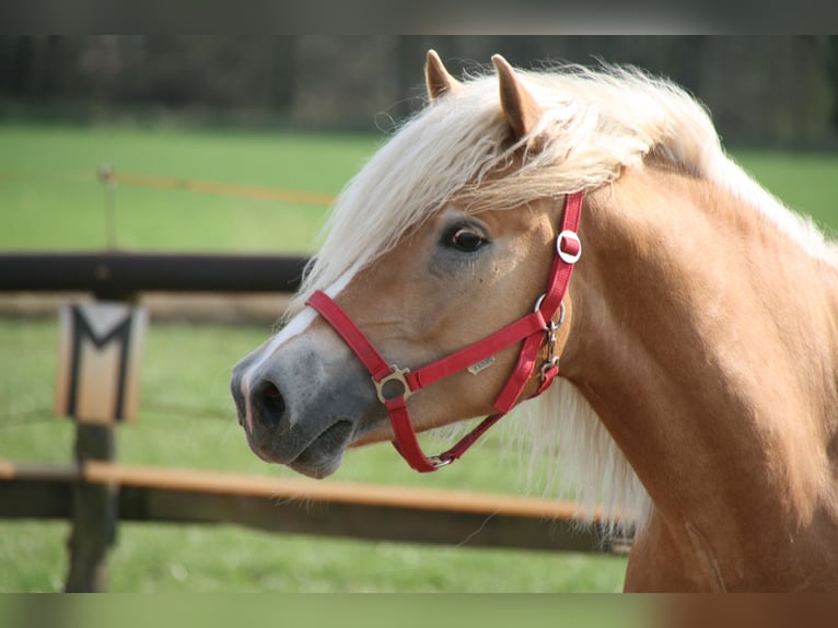 Haflinger / Avelignese Stallone Sauro in Wuppertal