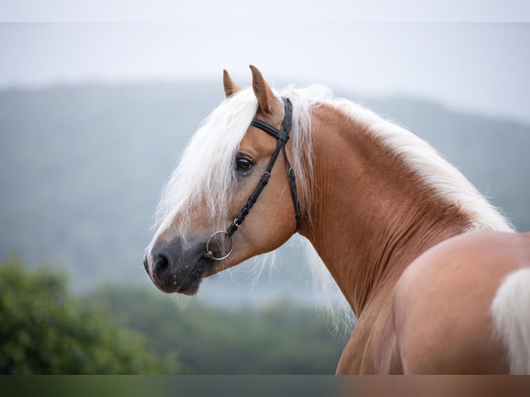 Haflinger / Avelignese Stallone Sauro in Wuppertal