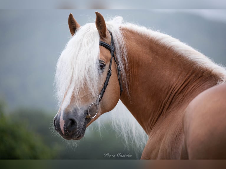 Haflinger / Avelignese Stallone Sauro in Wuppertal