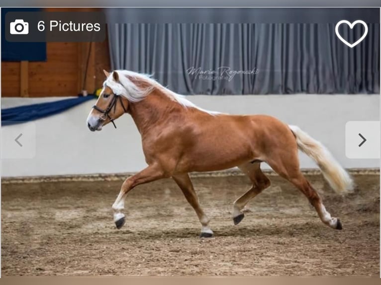 Haflinger / Avelignese Stallone Sauro in Wuppertal