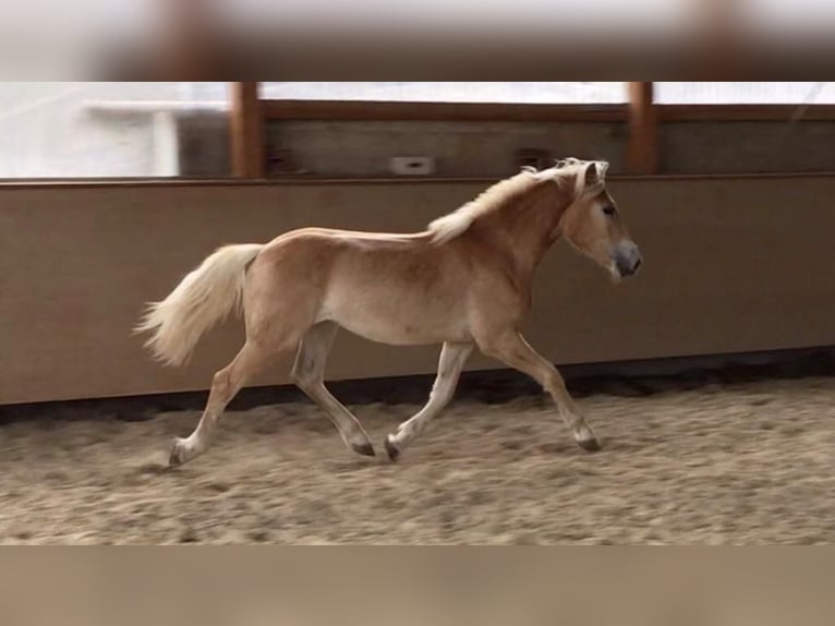 Haflinger / Avelignese Stallone Sauro in Wuppertal