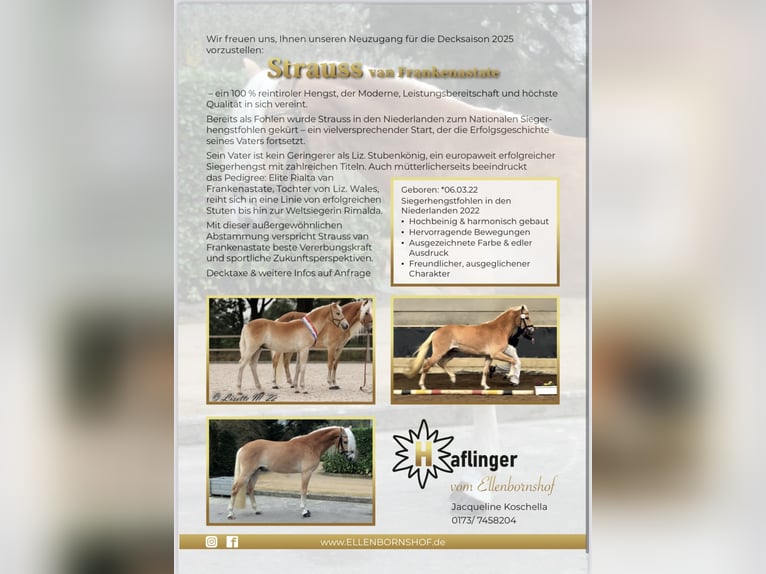 Haflinger / Avelignese Stallone Sauro in Staufenberg