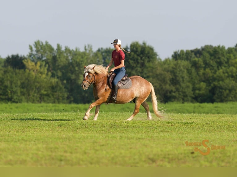 Haflinger / Avelignese Castrone 10 Anni 137 cm Sauro ciliegia in Sweet Springs MO