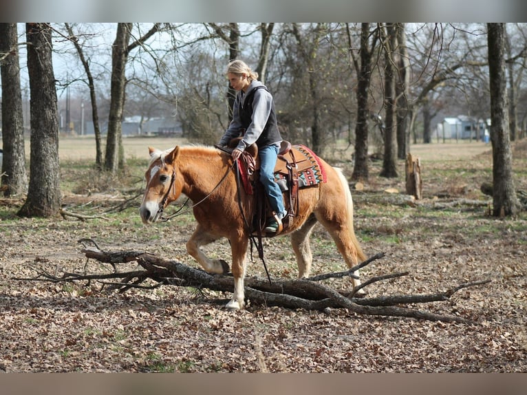 Haflinger / Avelignese Castrone 10 Anni 137 cm Sauro ciliegia in Plano