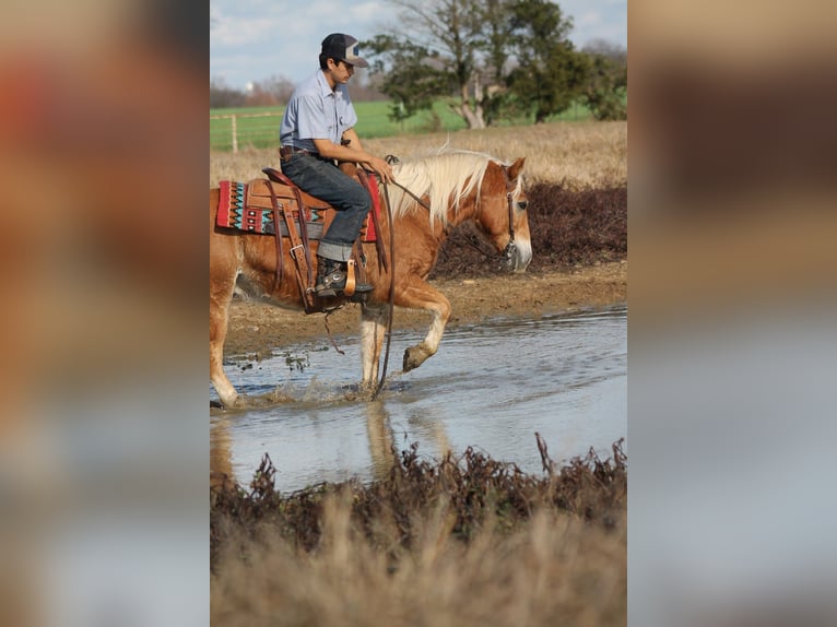 Haflinger / Avelignese Castrone 10 Anni 137 cm Sauro ciliegia in Plano