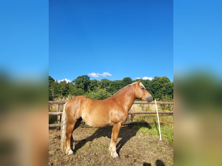 Haflinger / Avelignese Mix Castrone 10 Anni 145 cm Sauro scuro in Lunteren