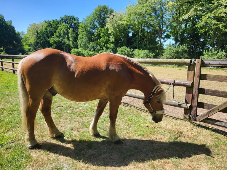 Haflinger / Avelignese Castrone 10 Anni 145 cm Sauro scuro in Lunteren