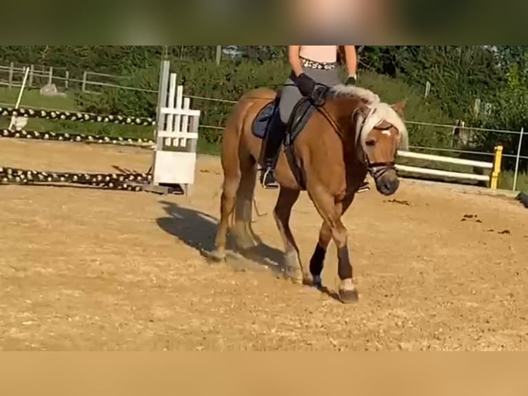 Haflinger / Avelignese Castrone 10 Anni 148 cm Sauro in München