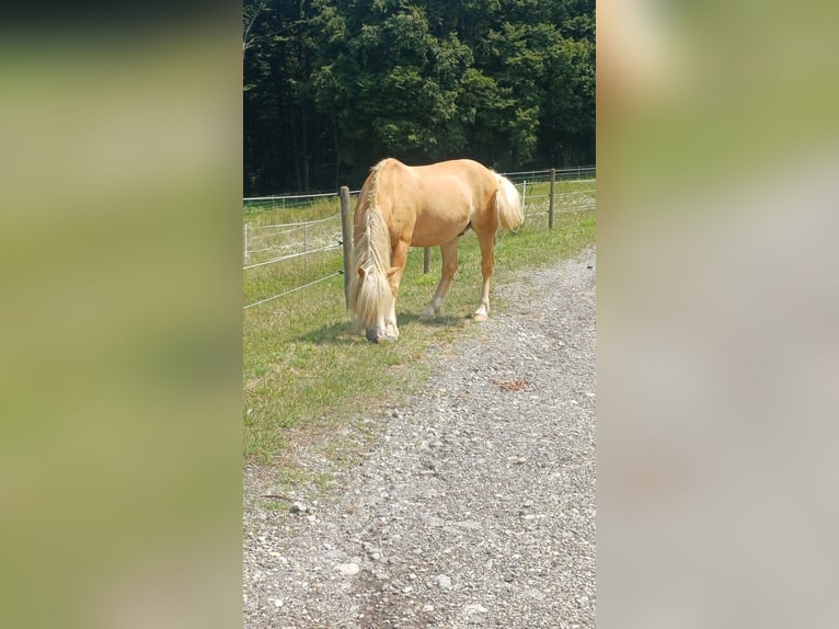 Haflinger / Avelignese Castrone 10 Anni 149 cm  in Graz