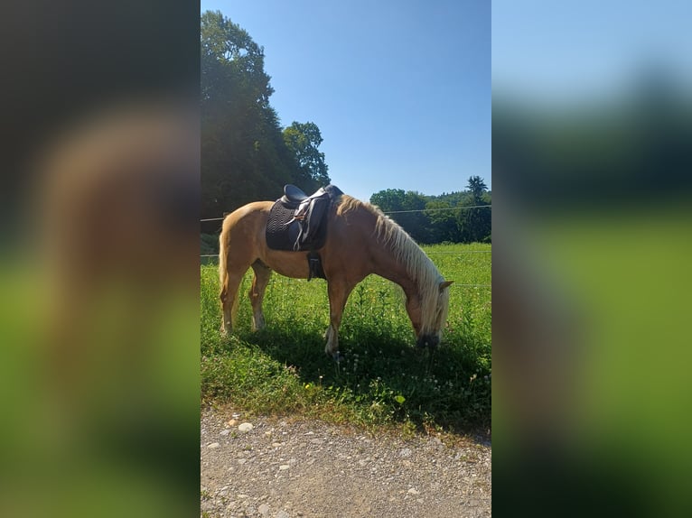Haflinger / Avelignese Castrone 10 Anni 149 cm  in Graz