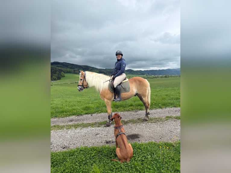 Haflinger / Avelignese Castrone 10 Anni 150 cm Sauro in Reitsberg