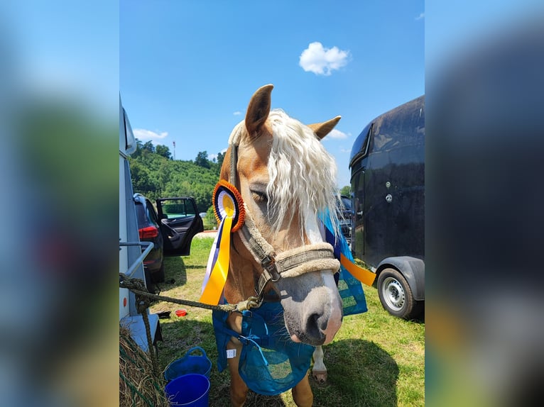 Haflinger / Avelignese Castrone 10 Anni 150 cm Sauro in Reitsberg