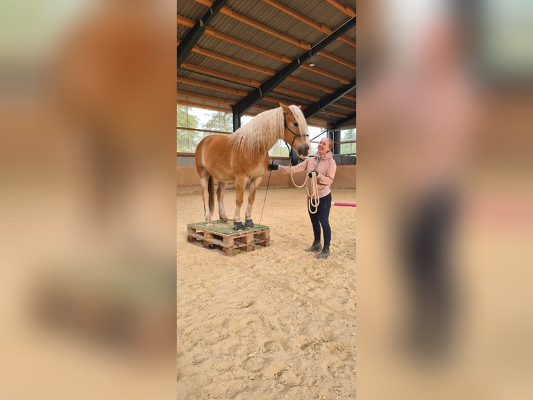 Haflinger / Avelignese Castrone 10 Anni 150 cm Sauro in SpeichersdorfSpeichersdorf