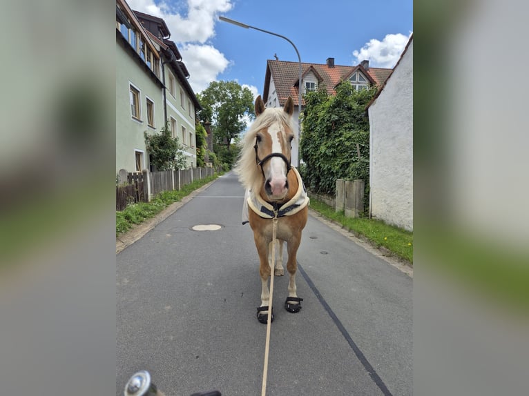 Haflinger / Avelignese Castrone 10 Anni 150 cm Sauro in SpeichersdorfSpeichersdorf