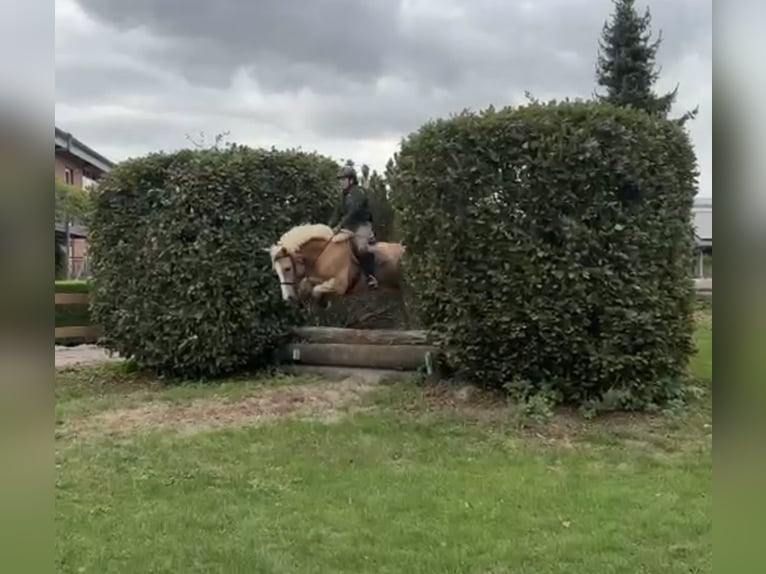 Haflinger / Avelignese Castrone 10 Anni 152 cm Sauro in Düsseldorf