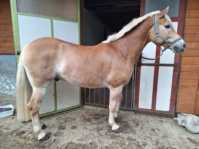 Haflinger / Avelignese Castrone 10 Anni 153 cm Sauro in Ternitz
