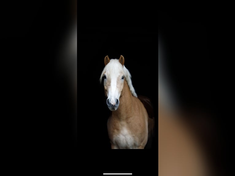 Haflinger / Avelignese Castrone 10 Anni 154 cm Sauro in Adelheidsdorf