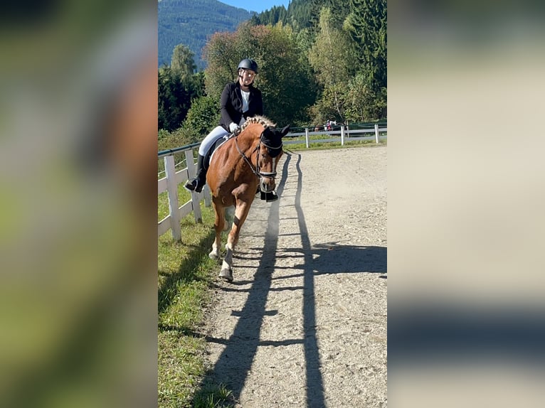 Haflinger / Avelignese Castrone 10 Anni 157 cm Sauro in Mariapfarr