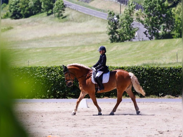 Haflinger / Avelignese Castrone 10 Anni 157 cm Sauro in Mariapfarr