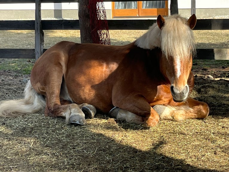 Haflinger / Avelignese Castrone 10 Anni 157 cm Sauro in Mariapfarr