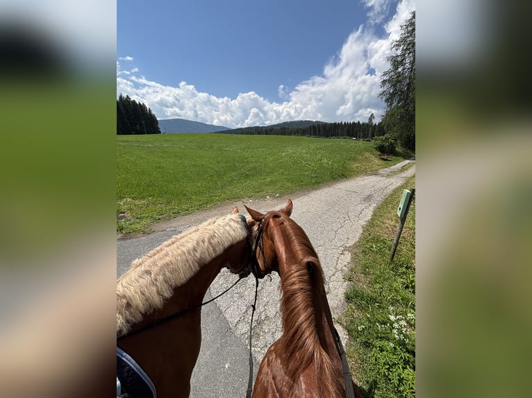 Haflinger / Avelignese Castrone 10 Anni 157 cm Sauro in Mariapfarr