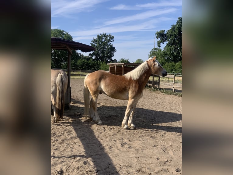 Haflinger / Avelignese Castrone 10 Anni 158 cm Sauro in Darmstadt