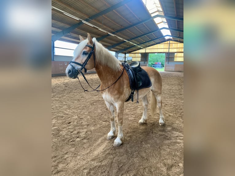 Haflinger / Avelignese Castrone 10 Anni 158 cm Sauro in Darmstadt