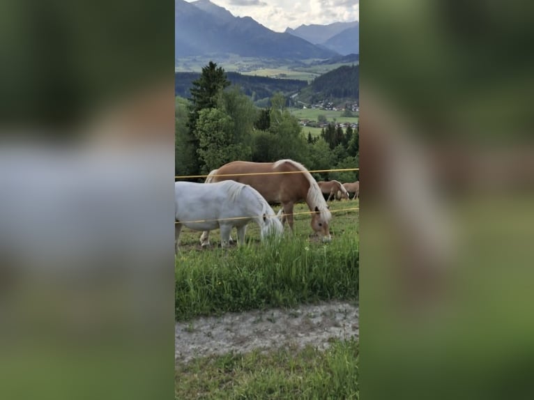 Haflinger / Avelignese Castrone 10 Anni 163 cm  in Leoben