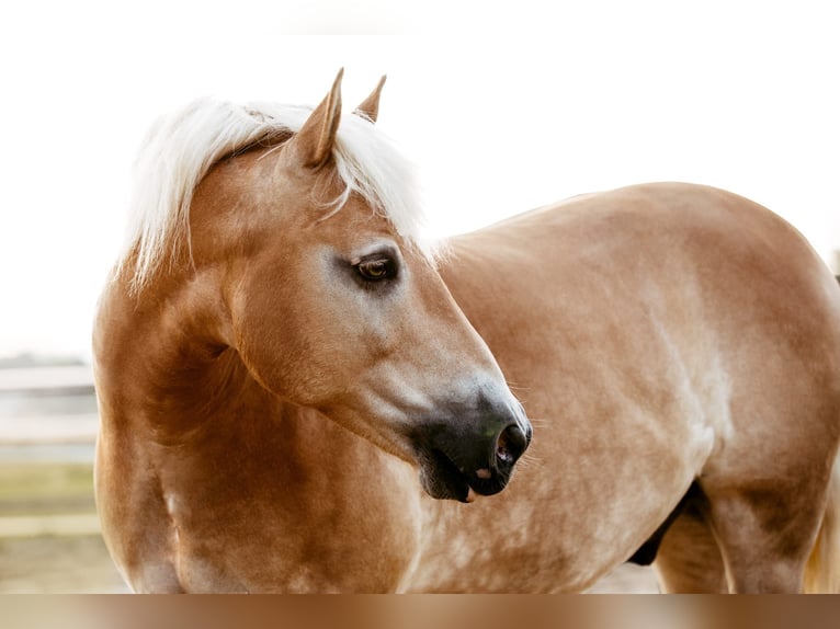 Haflinger / Avelignese Castrone 10 Anni 163 cm  in Leoben