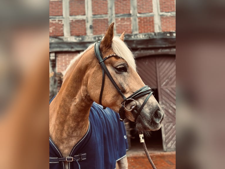 Haflinger / Avelignese Castrone 10 Anni 163 cm Sauro in Lohne (Oldenburg)