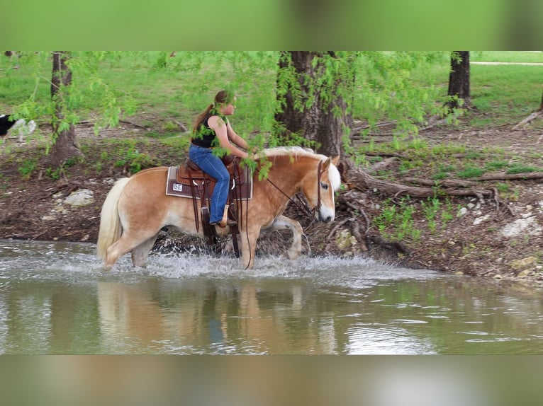 Haflinger / Avelignese Castrone 10 Anni Sauro scuro in Forney