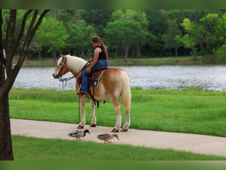 Haflinger / Avelignese Castrone 10 Anni Sauro scuro in Forney