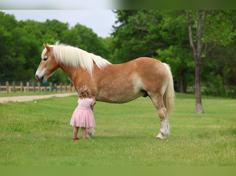 Haflinger / Avelignese Castrone 10 Anni Sauro scuro in Forney