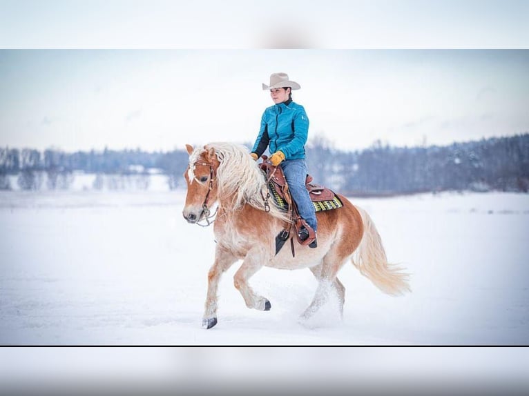 Haflinger / Avelignese Castrone 11 Anni 145 cm Palomino in Ceske Budejovice