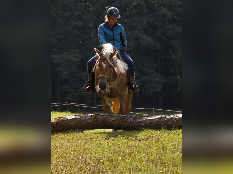 Haflinger / Avelignese Castrone 11 Anni 145 cm Palomino in Ceske Budejovice