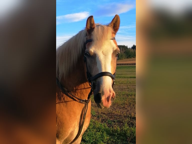 Haflinger / Avelignese Mix Castrone 11 Anni 145 cm Sauro in Löbau