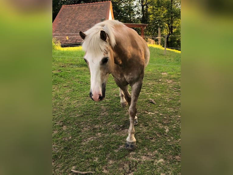 Haflinger / Avelignese Mix Castrone 11 Anni 145 cm Sauro in Löbau