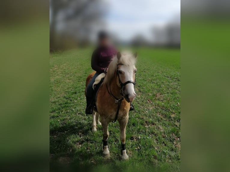 Haflinger / Avelignese Mix Castrone 11 Anni 145 cm Sauro in Löbau