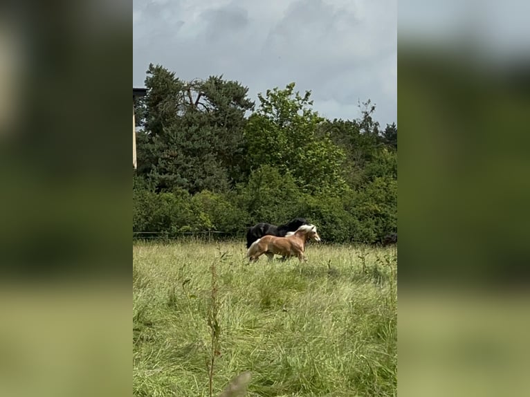Haflinger / Avelignese Castrone 11 Anni 147 cm Sauro in Taunusstein