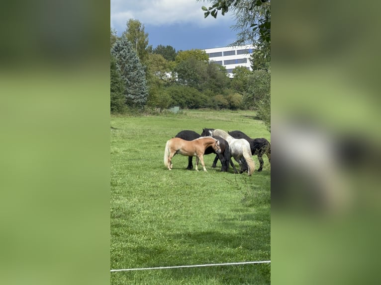 Haflinger / Avelignese Castrone 11 Anni 147 cm Sauro in Taunusstein