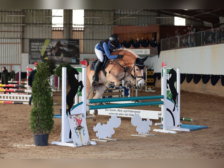 Haflinger / Avelignese Castrone 11 Anni 148 cm Sauro in Villmar