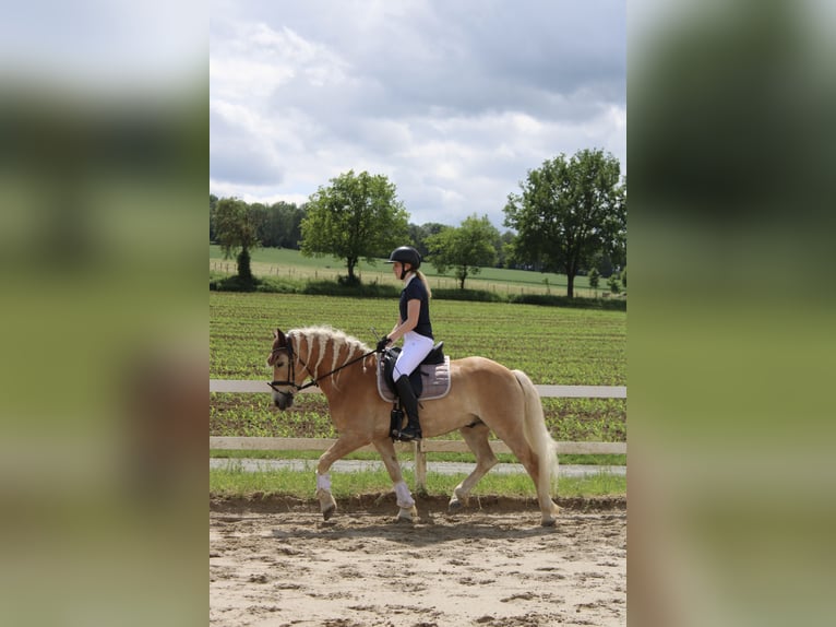 Haflinger / Avelignese Castrone 11 Anni 148 cm Sauro in Villmar