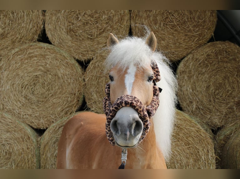 Haflinger / Avelignese Castrone 11 Anni 148 cm Sauro in Villmar