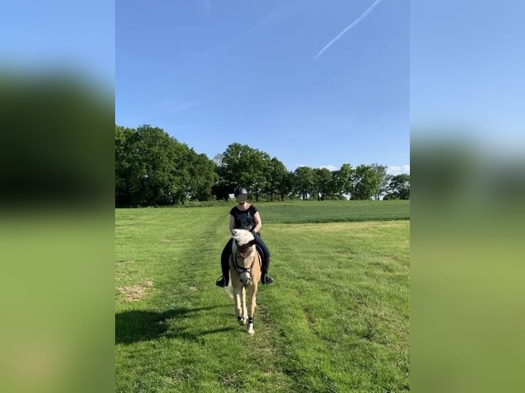 Haflinger / Avelignese Castrone 11 Anni 148 cm Sauro in Villmar