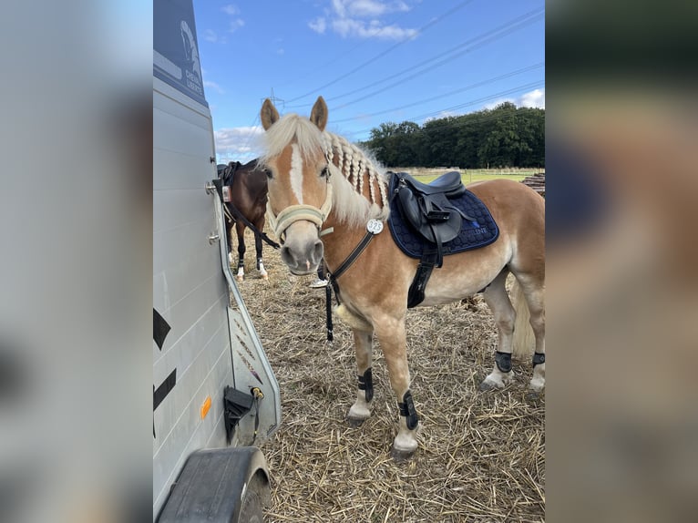 Haflinger / Avelignese Castrone 11 Anni 148 cm Sauro in Villmar