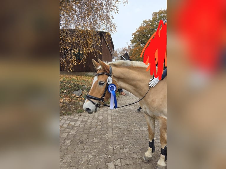 Haflinger / Avelignese Castrone 11 Anni 149 cm Palomino in Oldendorf