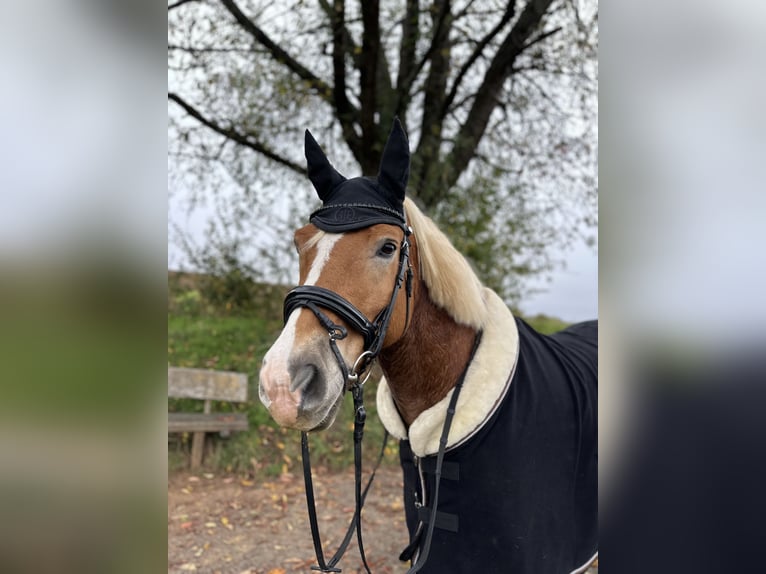Haflinger / Avelignese Castrone 11 Anni 150 cm Palomino in Wetzlar