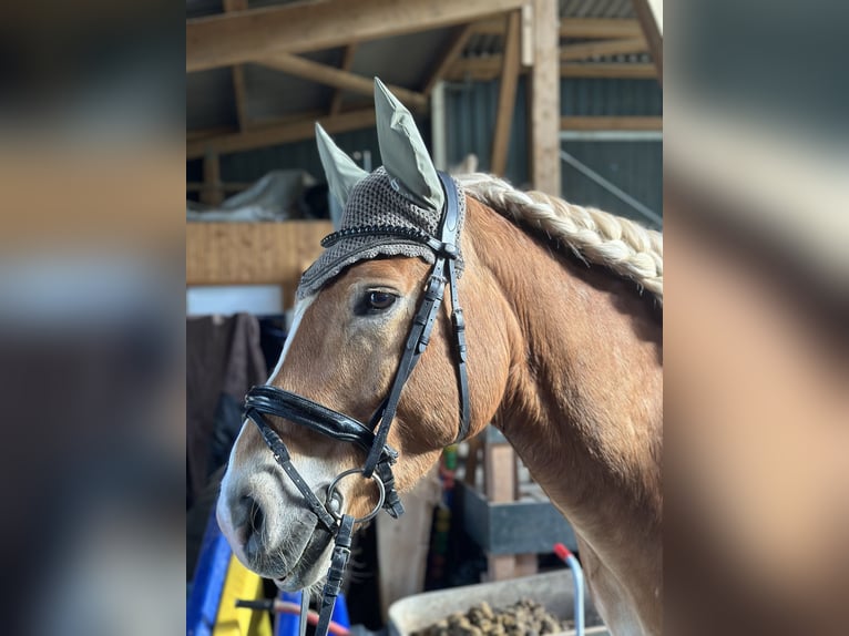 Haflinger / Avelignese Castrone 11 Anni 150 cm Palomino in Wetzlar